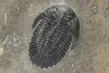 Detailed Hollardops Trilobite With Orange Eyes #216563-2